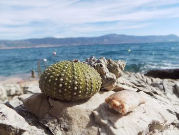 Close-up of sea urchin with shells on rock at shore against sky