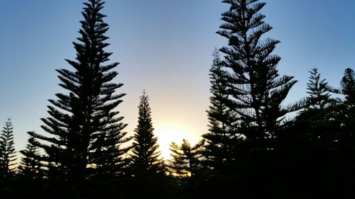 Low angle view of trees against clear sky