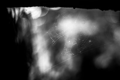 Close-up of spider web against blurred background