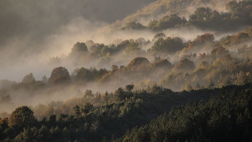 Scenic view of forest against sky