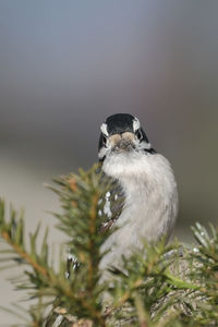 Close-up of bird perching on plant