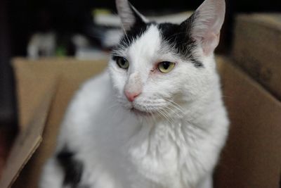 Close-up portrait of white cat at home