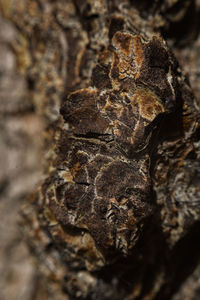 Close-up of dry leaf on tree trunk