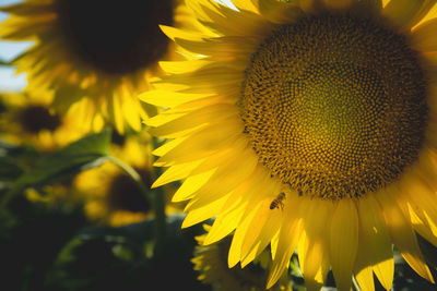 Bee on sunflower 