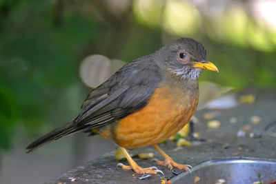 Close-up of bird perching outdoors