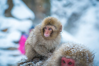 Snow monkey in a hot spring, nagano, japan.