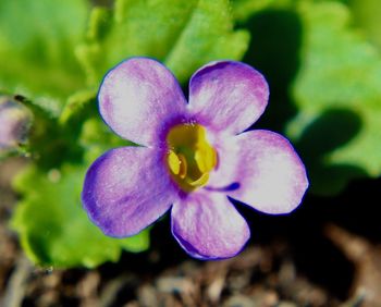 Close-up of purple flowering plant