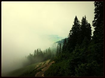 Scenic view of forest in foggy weather