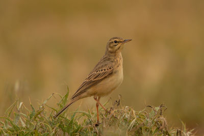 Close-up of bird perching on a land