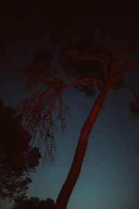 Low angle view of silhouette tree against sky at night