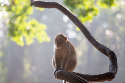 Monkey sitting on tree branch