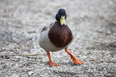 Close-up of duck on field