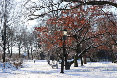 Bare trees on snow covered plants during winter