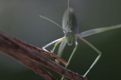 Close-up of insect on twig