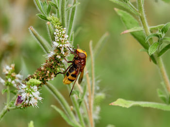 The hornet mimic hoverfly, volucella zonaria, poda, 1761, next to a river, near xativa, spain