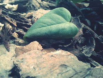 Close-up of fresh green leaves