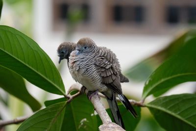 Close-up of bird perching on plant