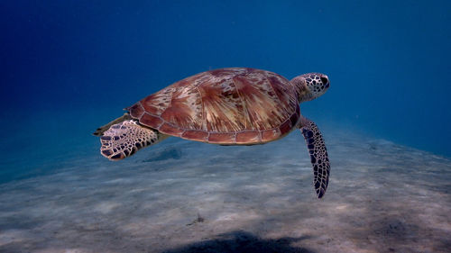Swimming green sea turtle at pagkilatan
