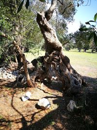 Close-up of lizard on tree