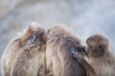 Close-up of a monkey