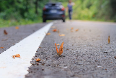 Butterfly on road with person in background by car