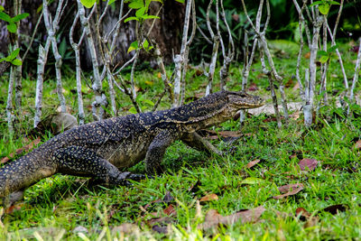 View of a reptile in a forest