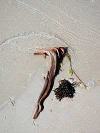 High angle view of lizard on sand