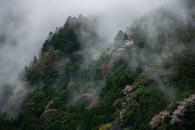 High angle view of trees on mountain against sky