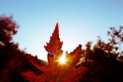 Close-up of maple leaves against bright sun
