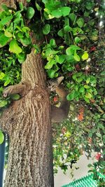 Close-up of lizard on tree trunk