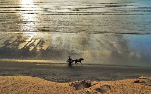 High angle view of dog on beach