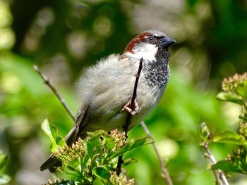 Sparrow bird perched on a tree branch