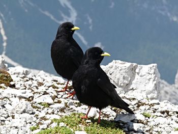 Black bird on rock