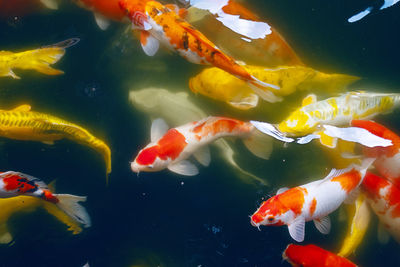 High angle view of koi carps swimming in pond