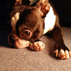 Close-up of dog relaxing