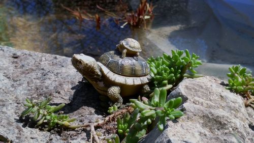 High angle view of shells on rock