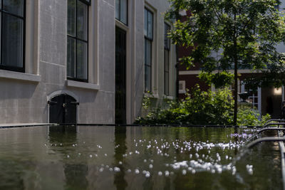 Reflection of trees on building