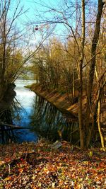 Reflection of trees in lake