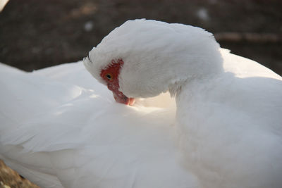 Close-up of swan