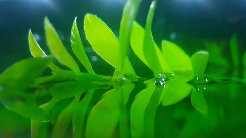 Close-up of water drops on green leaf