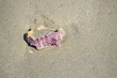 High angle view of pink leaf on sand