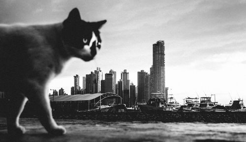 View of cat on city against sky