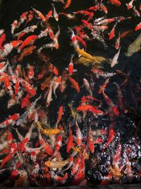 High angle view of koi carps swimming in lake