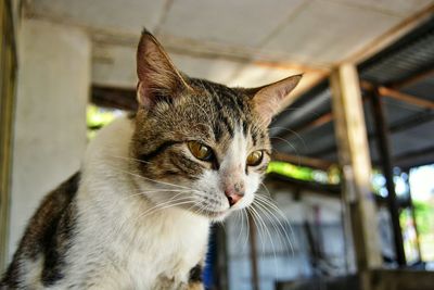 Close-up portrait of cat