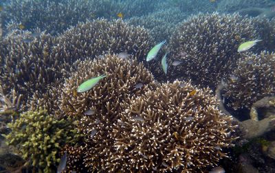 Close-up of coral in sea