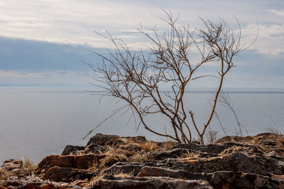 Bare tree on rock by sea against sky