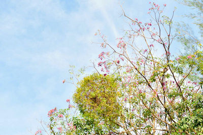 Low angle view of flower tree against sky