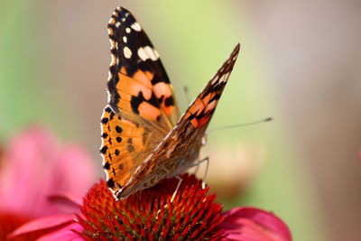 Close-up of butterfly pollinating on flower