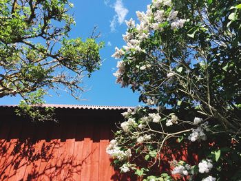 Low angle view of flowering tree by building against sky