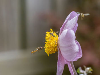 flowering plant